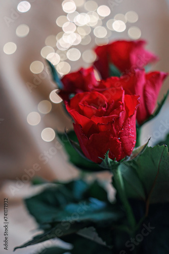Beautiful red roses with water drops and blurred background with white, yellow bokeh. Shallow depth of field. Copy space