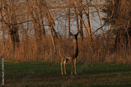 deer in the wild in Kansas