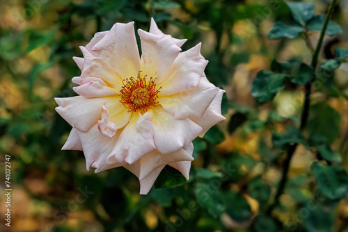 Close-up of blooming beige rose in the park and a beautiful green blurred background with bokeh. Green leaves. Close-up.