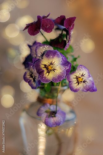 Pansy flowers with water drops in a glass vase and a blurred background with yellow bokeh. Shallow depth of field. Close-up