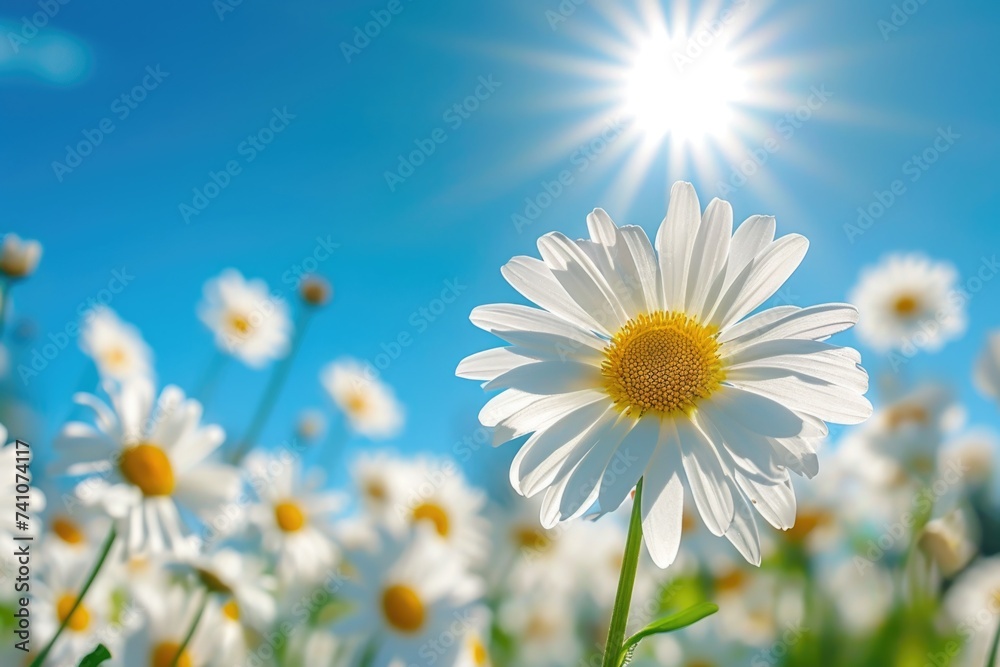 Luminous daisy: A daisy in full bloom captivates with its vibrant colors, set against a sunny backdrop of clear blue skies. Luminous daisy: A daisy in full bloom captivates with its vibrant colors, set against a sunny backdrop of clear blue skies.