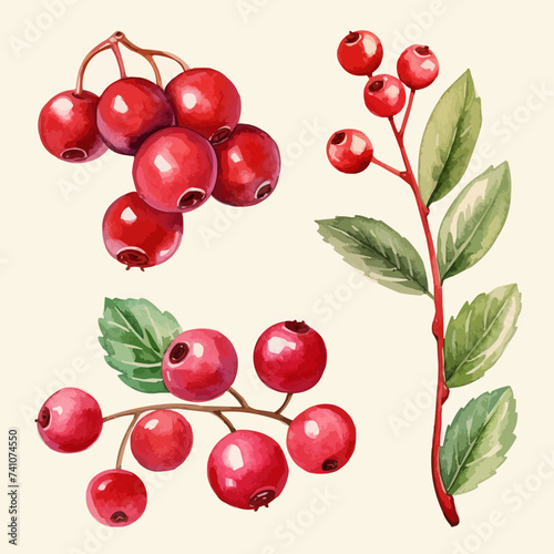 watercolor cranberry clipart for graphic resources