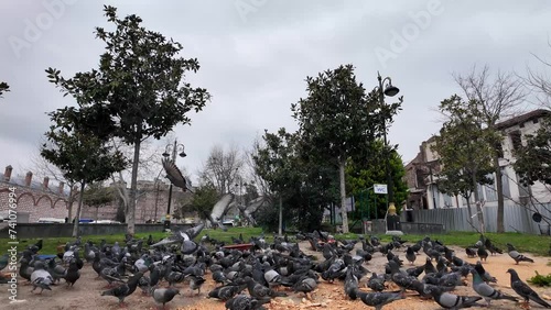 pigeons eating bread and flying in the park