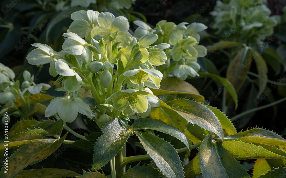 Attractive green flowers of Corsican Hellebore or argutifolius 'Silver Lace' flowering with a background of leaves in late winter and early spring, Space for text, Selective focus.
