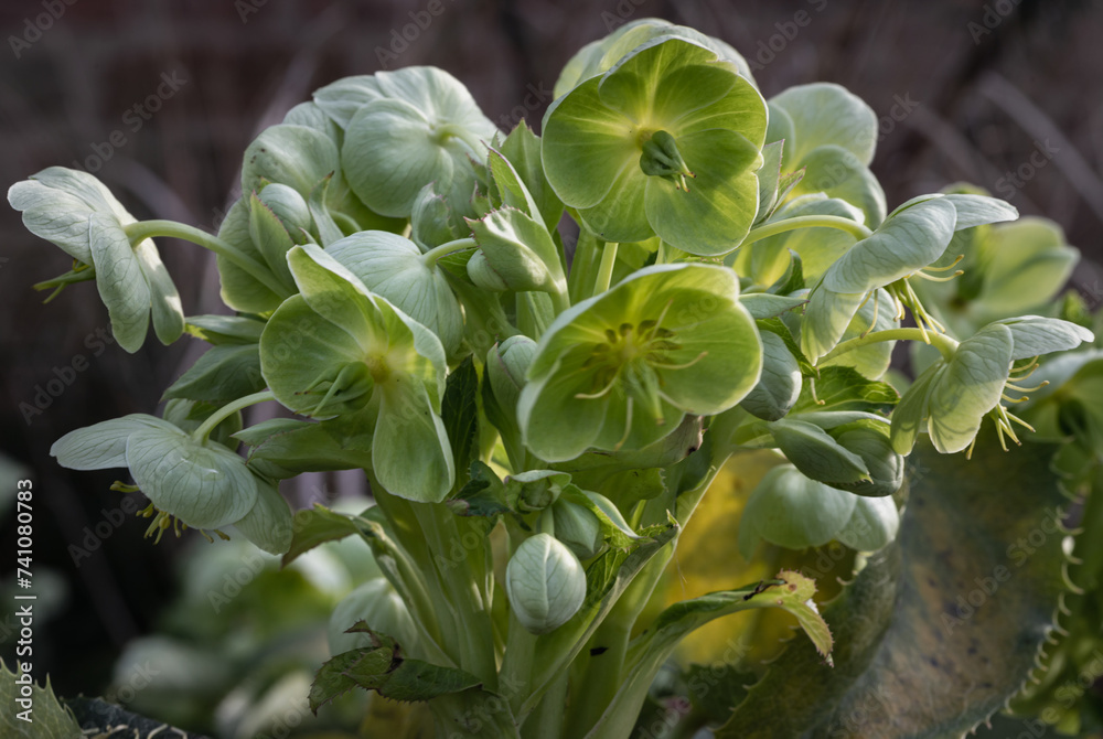 Attractive green flowers of Corsican Hellebore or argutifolius 'Silver Lace' flowering with a background of leaves in late winter and early spring, Space for text, Selective focus.
