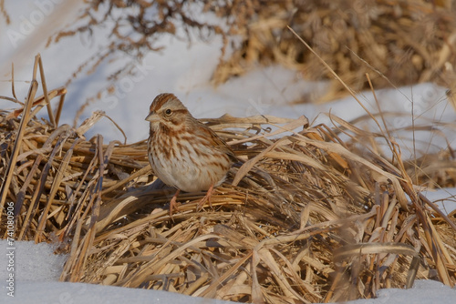 Sparrow in the snow