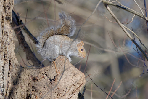Squirrel posing on a branch
