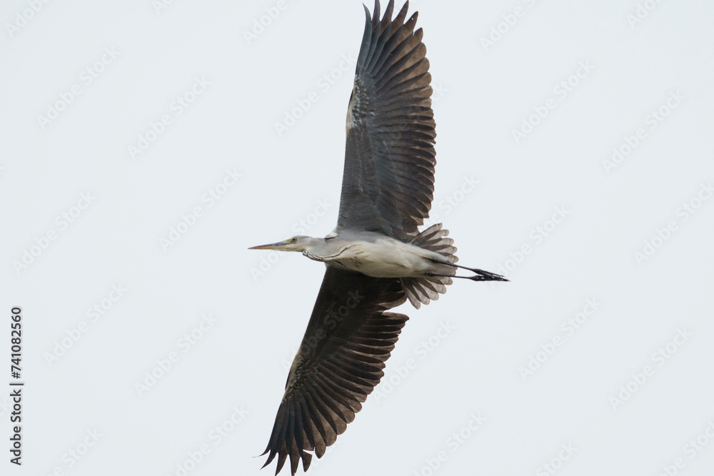 Obraz premium 飛ぶアオサギ