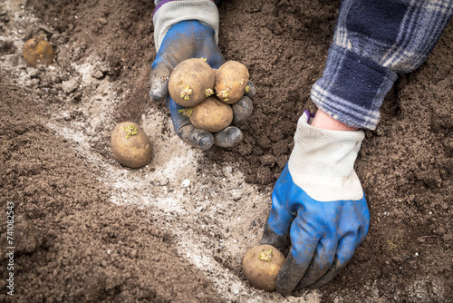 Farmer hands in gloves planting sprouts potatoes in soil ground with ashes close up. Sowing organic potato with sprout in garden photo