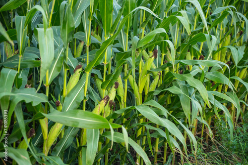 Kukurydza, rosnąca kukurydza, kukurydza na polu, kolby kukurydzy © Follow the Sun