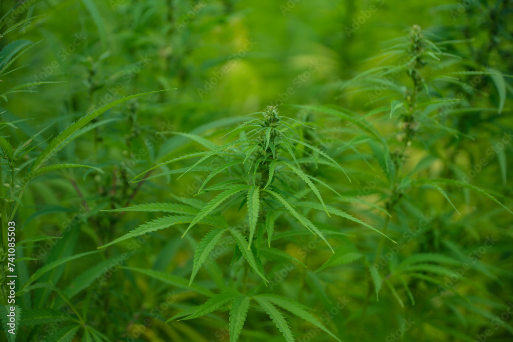 cbd, marijuana plants, marijuana, marijuana plantation