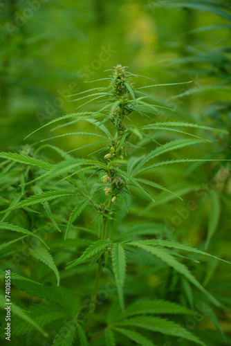 cbd, marijuana plants, marijuana, marijuana plantation © Follow the Sun