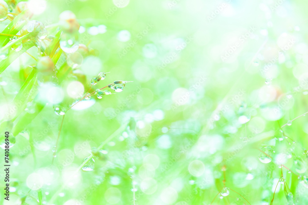 草についた水滴 草についた水滴