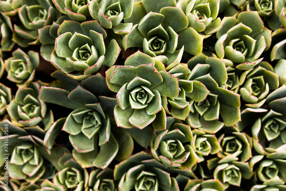 Close-Up of Miniature Succulent Garden Close-Up of Miniature Succulent Garden