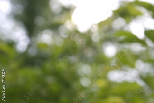 Light shining on tree leaves. Blur Abstract Background. green leaves Summer Background. Focus Bokeh Background.