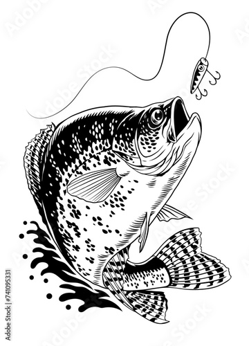 Crappie Fish Jumping Out Water Catching Fishing Lure Hand Drawn