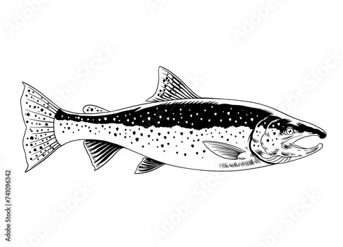 Trout Fish Hand Drawn Illustration Black and White
