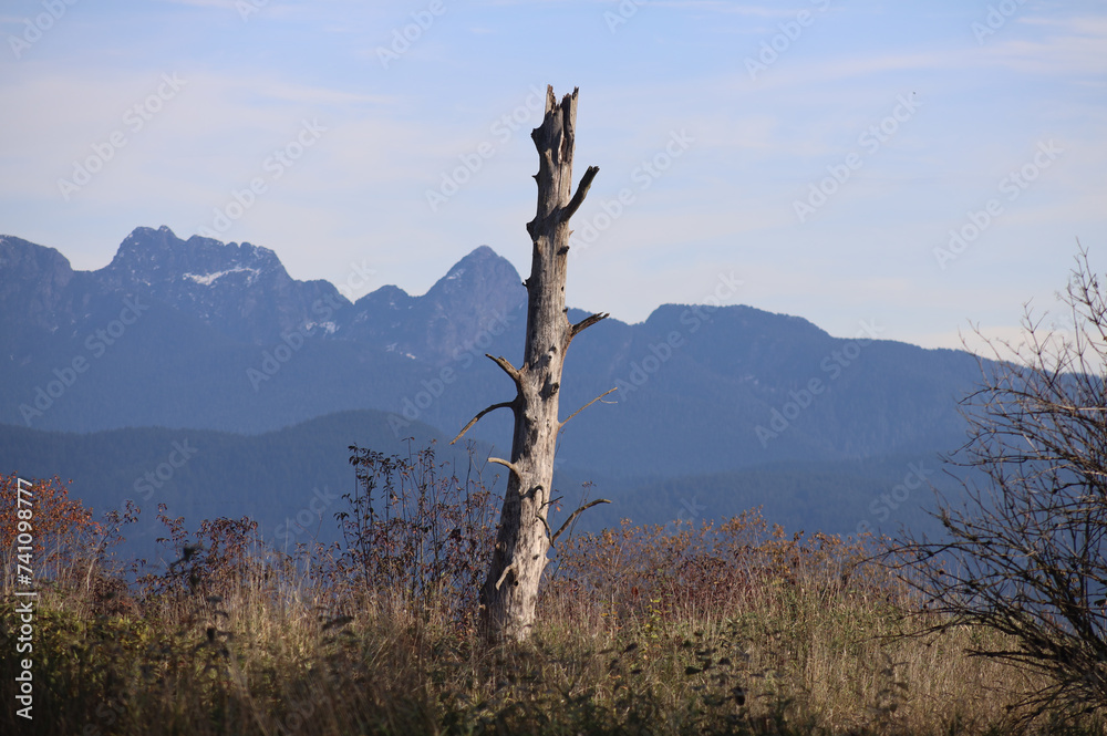 Obraz premium Trunk of dry tree in mountains meadows
