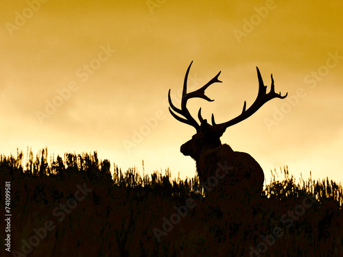Rocky Mountain Elk - a large bull silhouetted at sunset in mountain meadow habitat