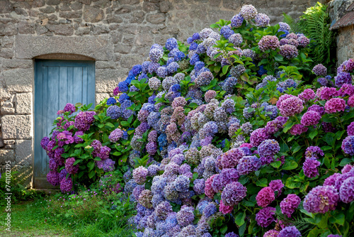 Granitsteinhaus mit Hortensienbüschen, Bretagne photo