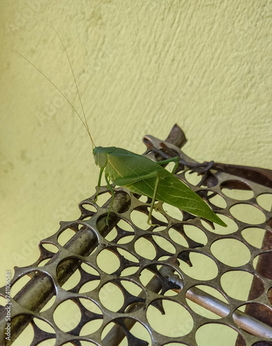 grasshopper on a leaf photo