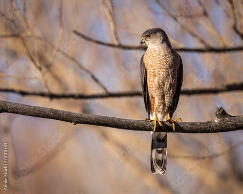 Coopers Hawk - accipiter cooperii - perched on tree limb with evening sunlight