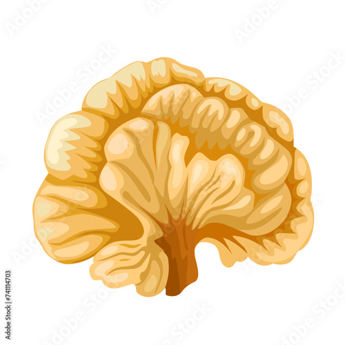 Vector illustration, Laetiporus, otherwise known as chicken of the woods, isolated on white background. photo