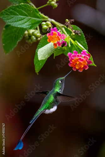 White-booted racket tail hummingbird. Picture taken in Ecuador. photo
