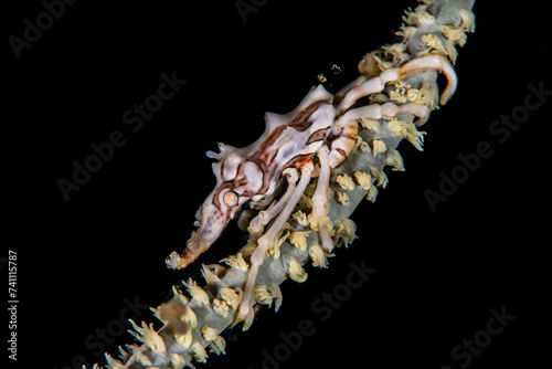 Wire coral crab. Picture taken in Cebu, Philippines. Very difficult to spot in the water because of excellent camouflage photo