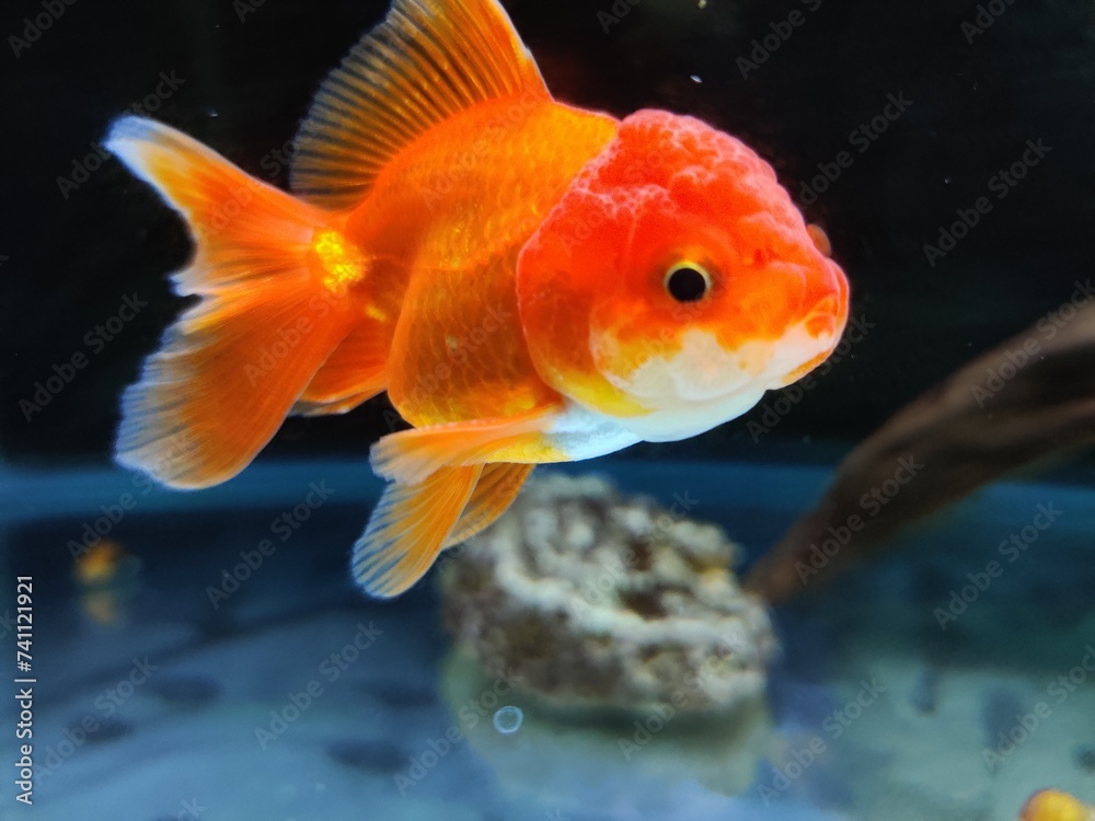lion head goldfish in aquarium