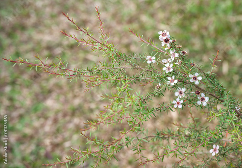 Manuka tree with cute flowers blooming. Manuka flowers provide the nectar that makes Manuka honey.