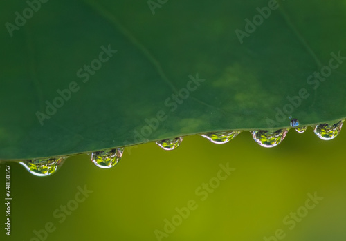 Green Leaf with Water Droplets