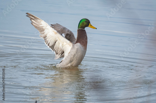 Mallard needs a hug