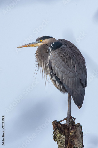 Great Blue Heron watching