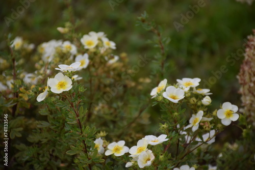 flores