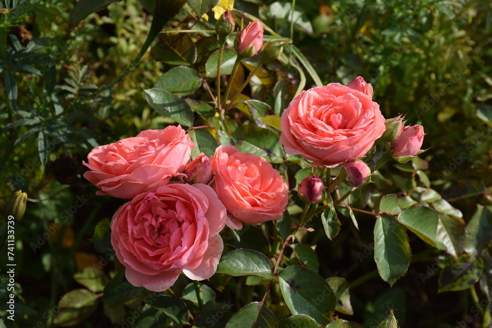 flores flores