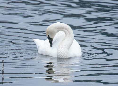 Primping Swan