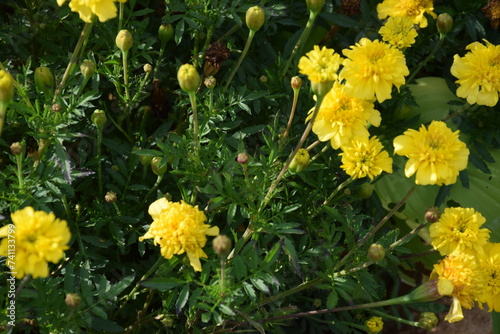 flores