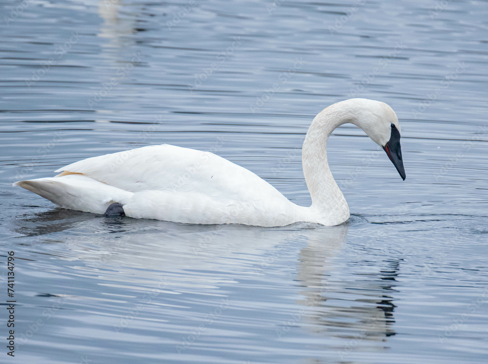 Obraz premium Trumpeter Swan