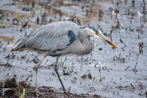 Great Blue Heron