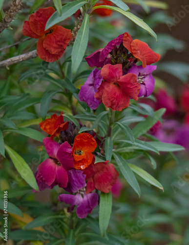 Wallflower
