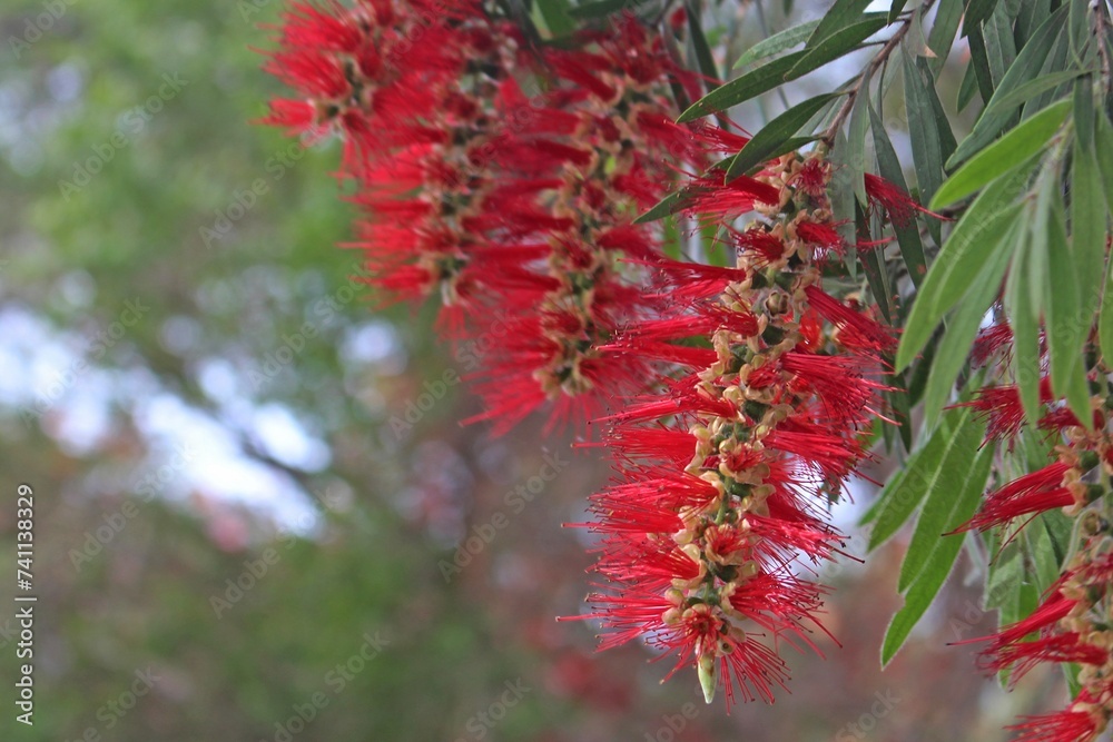 Close up of a Red bottlebrush flower. Melaleuca viminalis