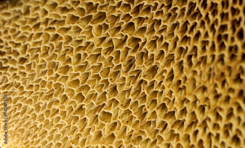 Close-up porous surface mushroom gills. View from below of mushroom gills creating a unique geometric pattern.