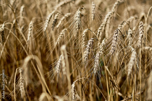 Golden wheat field close-up sunlight highlights texture detail.