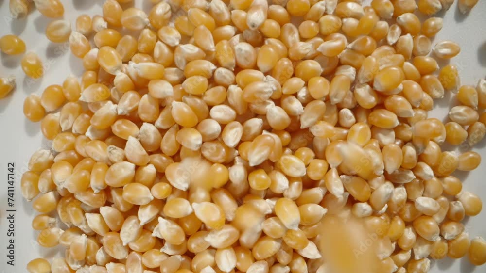 Dry corn kernels for popcorn fall down, top view, in slow motion. Dry corn kernels for popcorn fall down, top view, in slow motion.