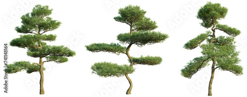 Podocarpus macrophyllus 4k png cutout photo