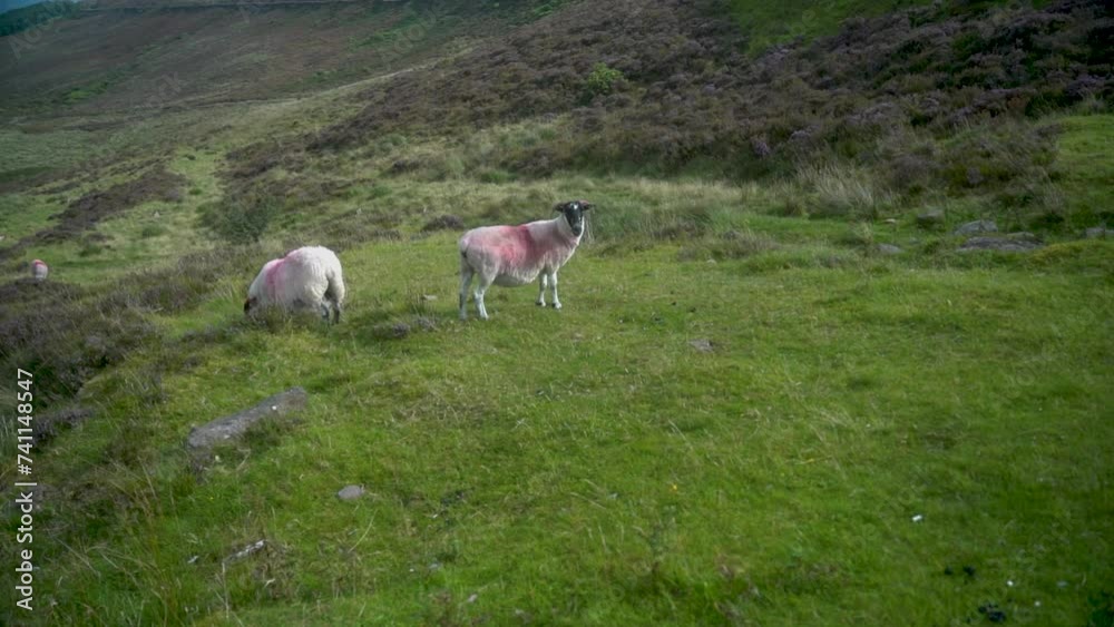 Mountain sheep graze on the background of green mountains Mountain sheep graze on the background of green mountains