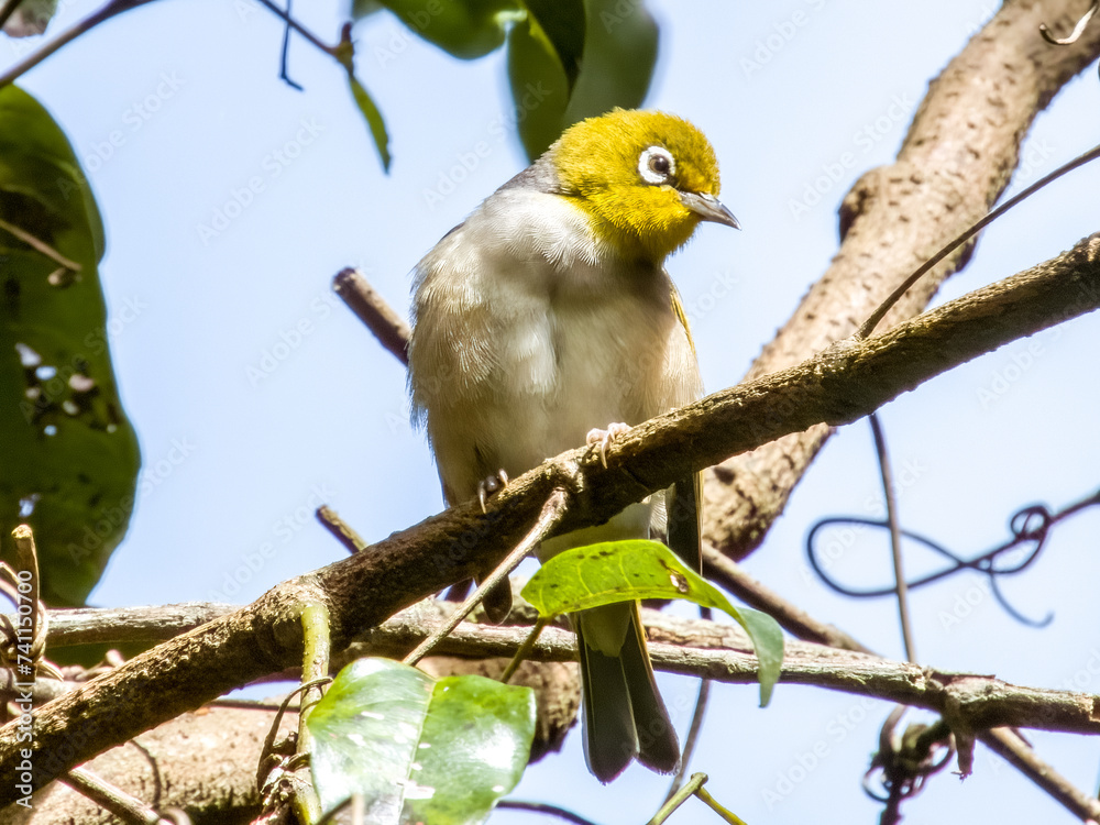 Silvereye Passerine in Queensland Australia Silvereye Passerine in Queensland Australia