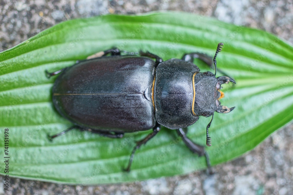 one big black beetle sits on a green leaf of a plant in summer nature one big black beetle sits on a green leaf of a plant in summer nature