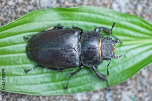 one big black beetle sits on a green leaf of a plant in summer nature